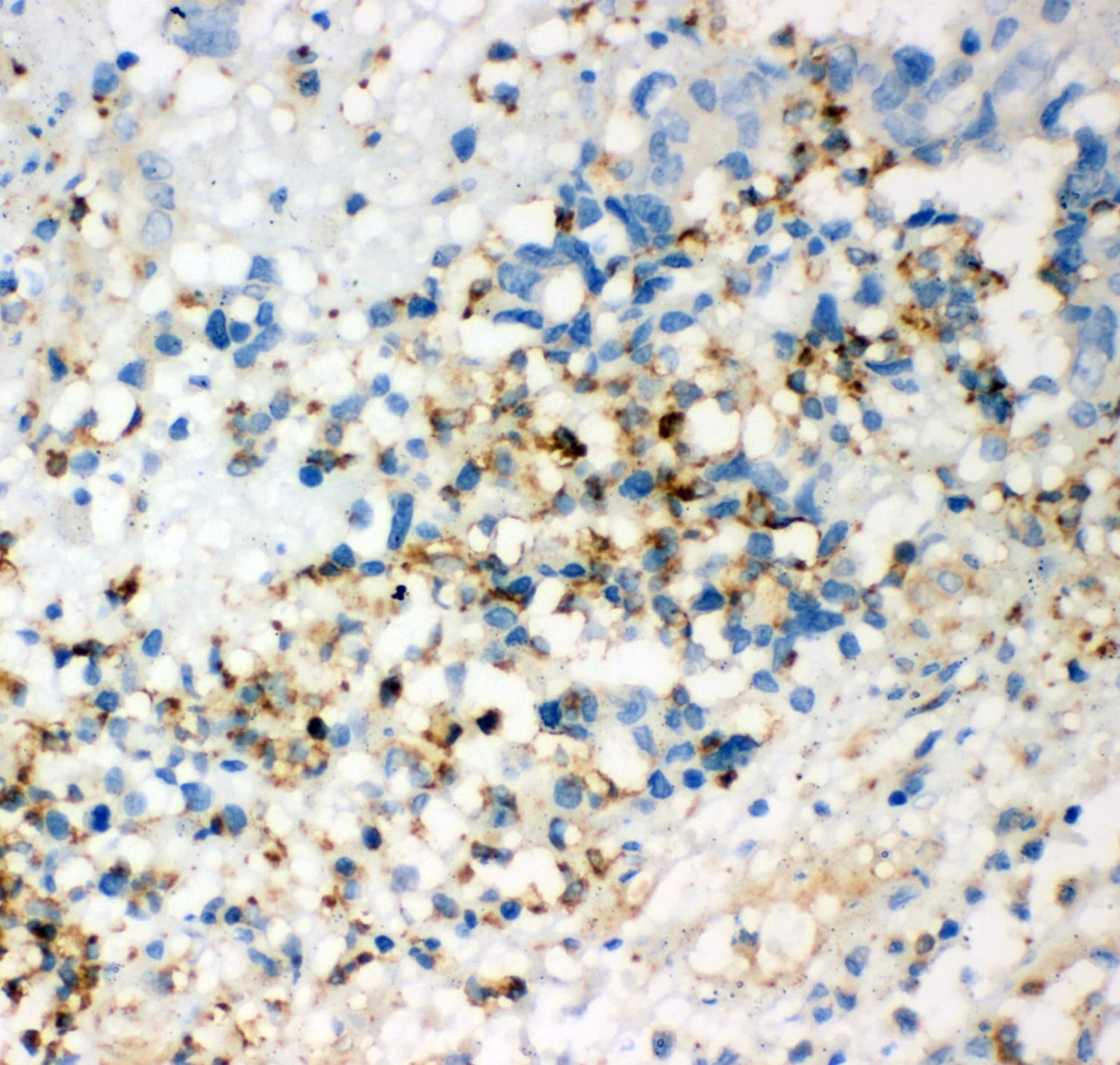 CD63 Antibody (aa97-238)