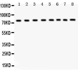 MCM7 Antibody (aa526-719)
