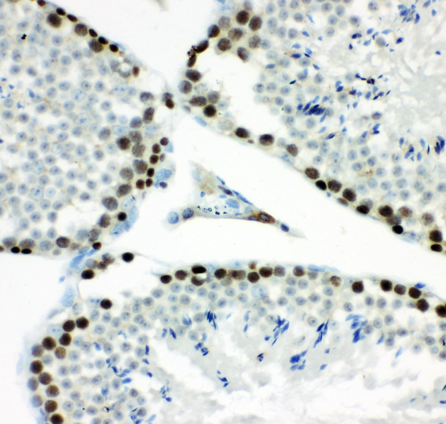MCM7 Antibody (aa526-719)