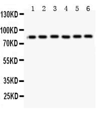 Polyclonal Rabbit anti-Human MFN1 Antibody (aa23-49, WB)