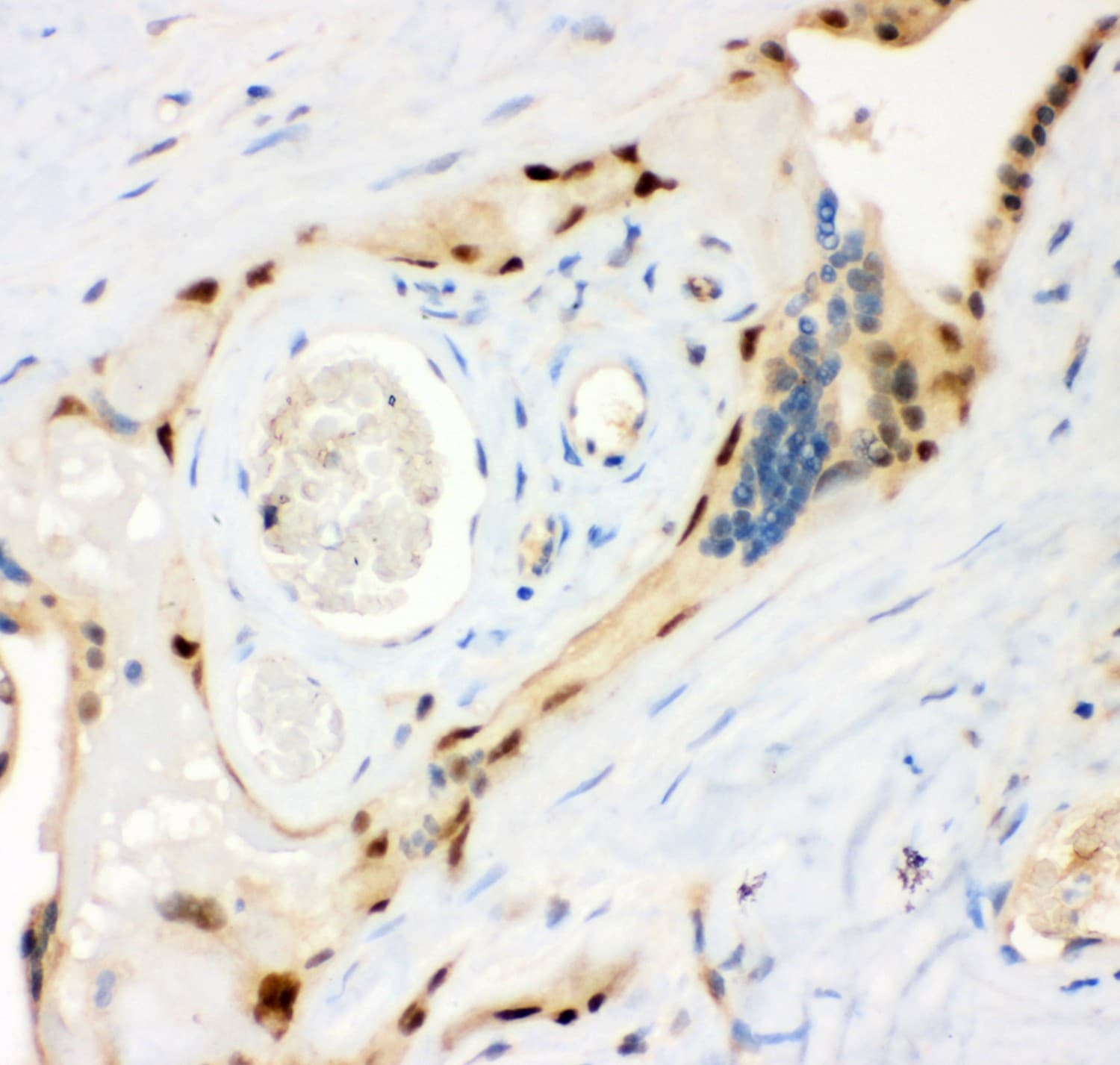 RPS6KA5 / MSK1 Antibody (aa540-665)