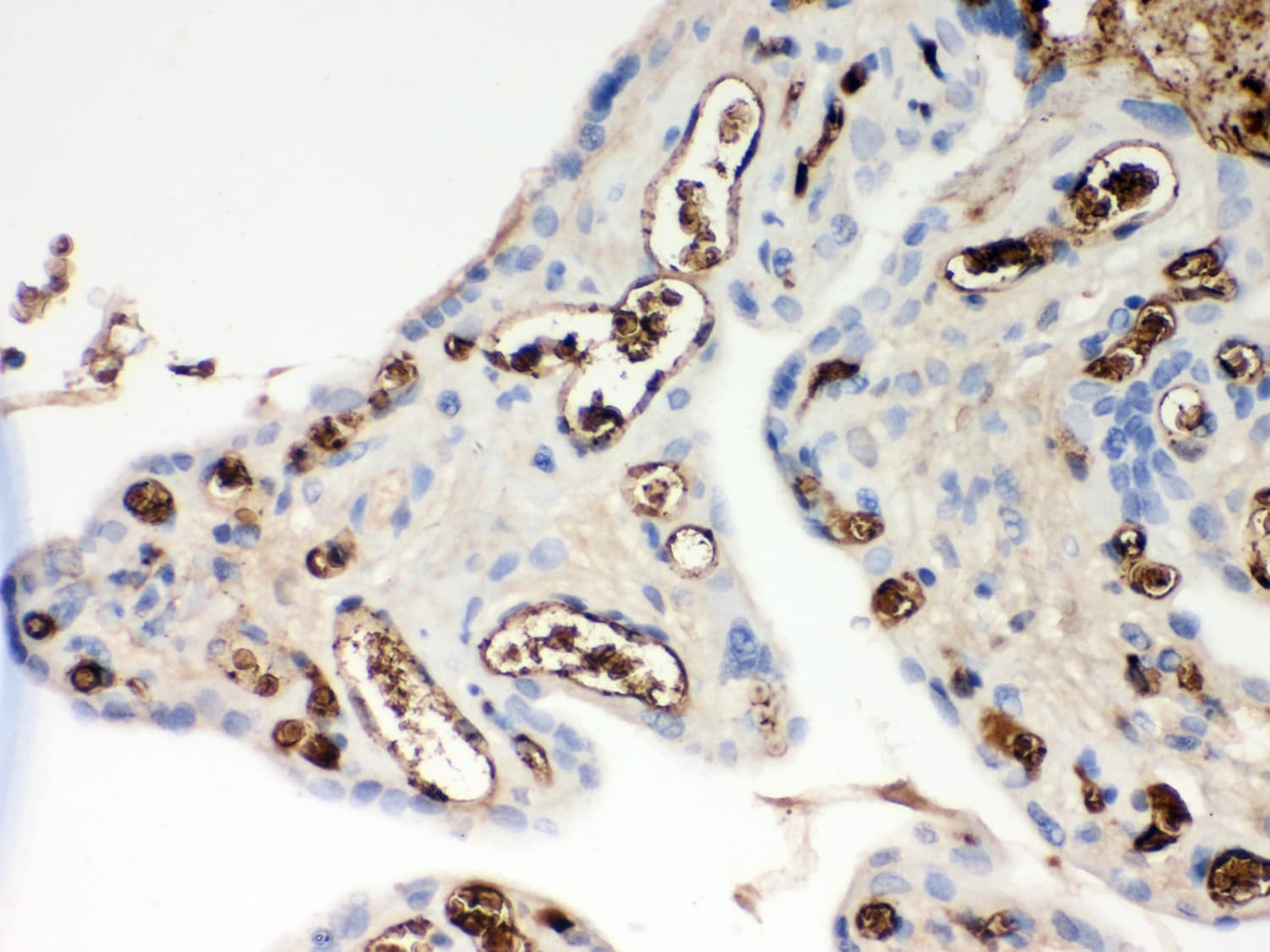 APOE / Apolipoprotein E Antibody (aa19-317)