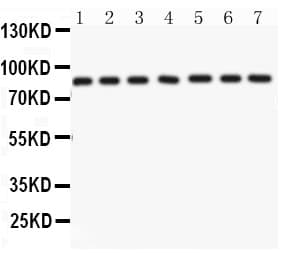 AIFM1 / AIF / PDCD8 Antibody (aa582-613)