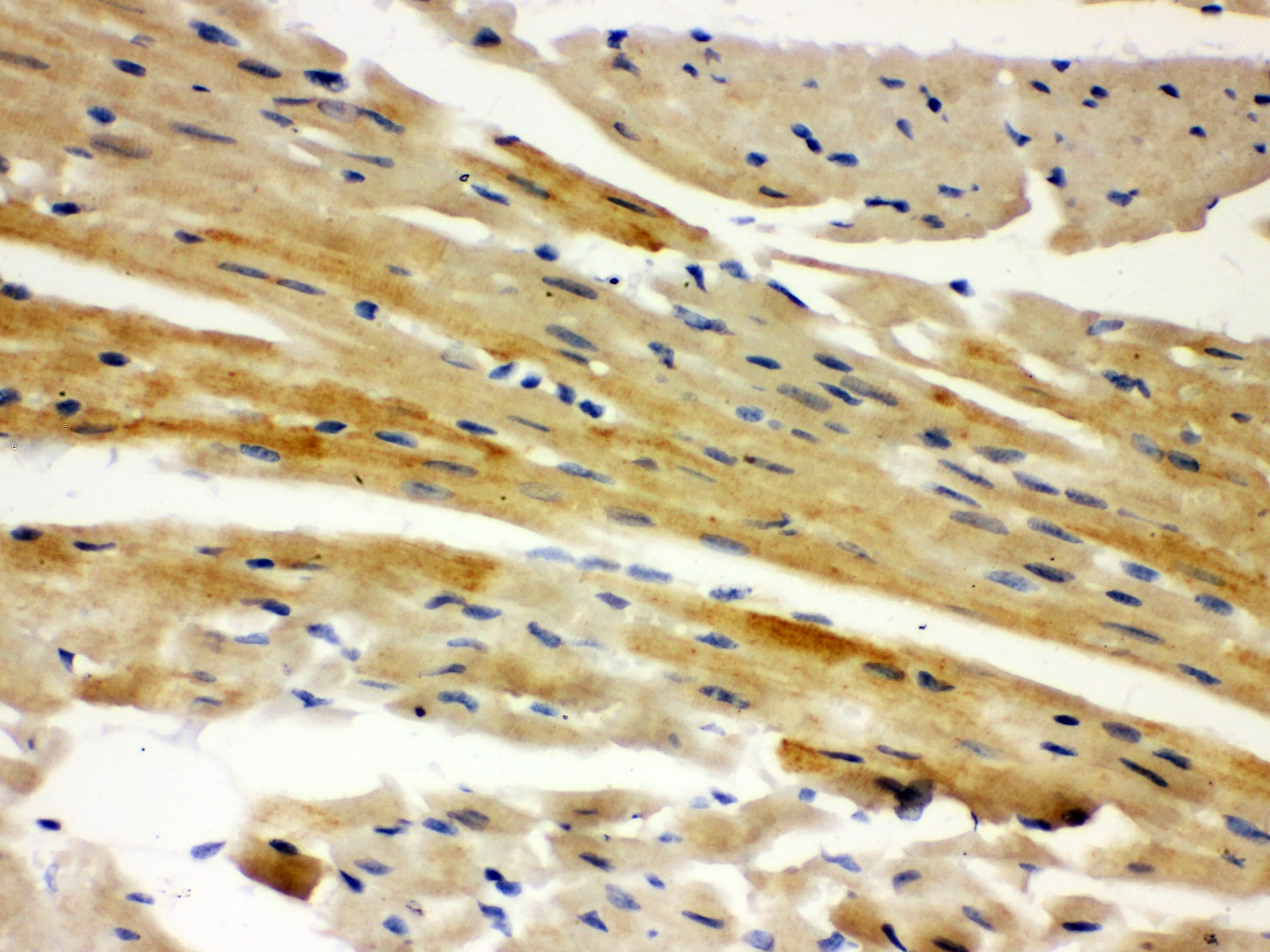 AIFM1 / AIF / PDCD8 Antibody (aa582-613)