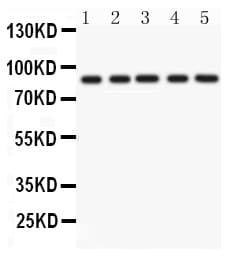 CD36 Antibody (aa31-66)