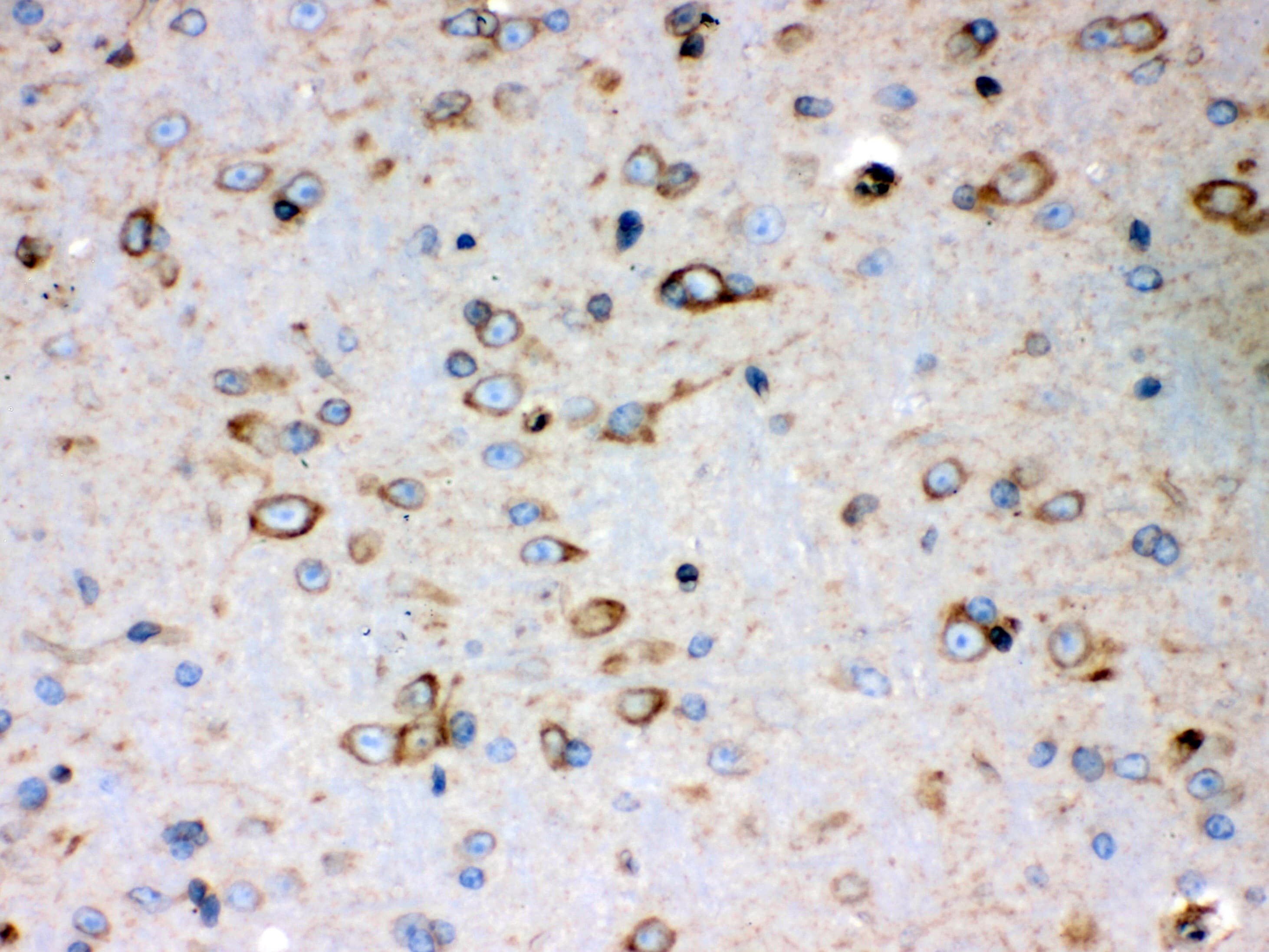Polyclonal Rabbit anti-Human PRDX4 / Peroxiredoxin 4 Antibody (aa178-2081, IHC, WB)