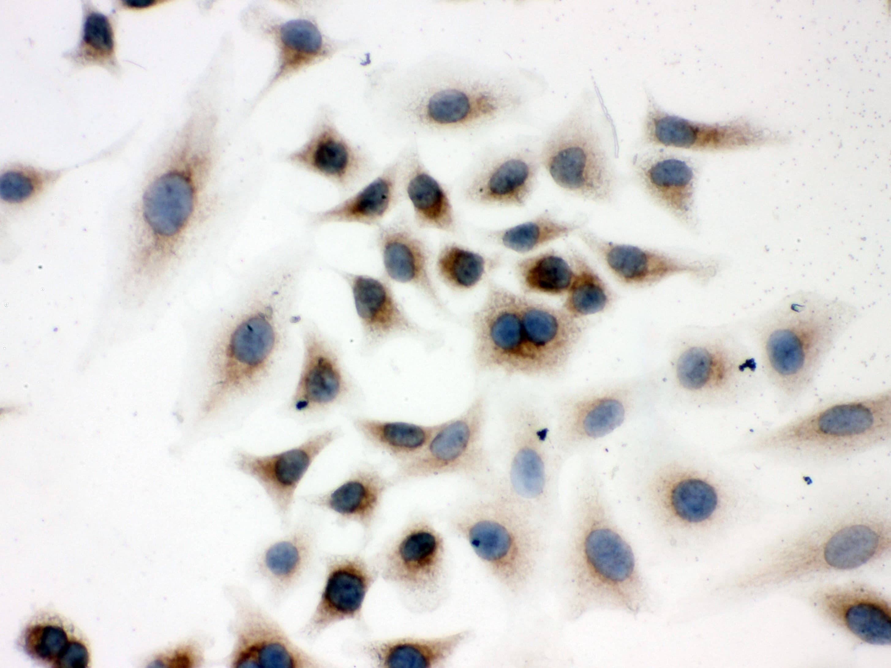 Polyclonal Rabbit anti-Human PRDX4 / Peroxiredoxin 4 Antibody (aa178-2081, IHC, WB)