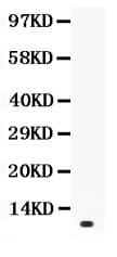 PRL / Prolactin Antibody (aa30-226)