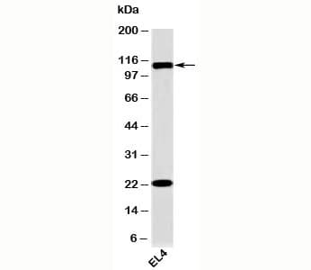 Monoclonal Mouse anti-Human TLR9 Antibody (clone TR9541, N-Terminus, IHC, WB)