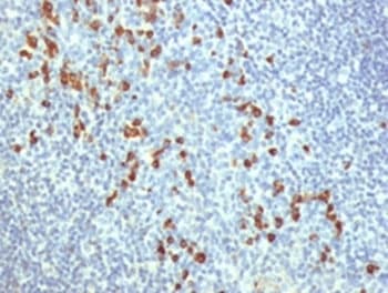 Monoclonal Mouse anti-Human TLR9 Antibody (clone TR9541, N-Terminus, IHC, WB)