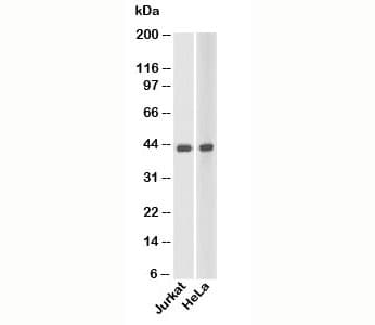 ACTB / Beta Actin Antibody (N-Terminus)