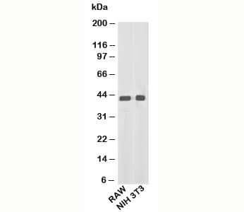 ACTB / Beta Actin Antibody (N-Terminus)