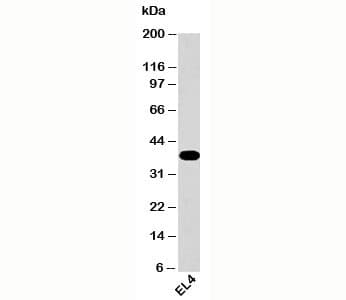Monoclonal Mouse anti-Human GAPDH Antibody (clone GAP259, C-Terminus, WB)