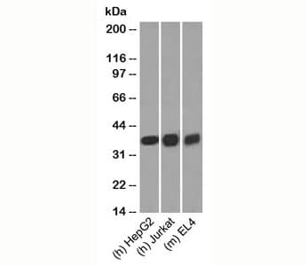 Monoclonal Mouse anti-Human GAPDH Antibody (clone GAP259, C-Terminus, WB)