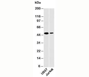 Polyclonal Rabbit anti-Human CD209 / DC-SIGN Antibody (WB)