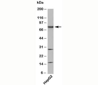 NAP1 / TAB3 Antibody (N-Terminus)