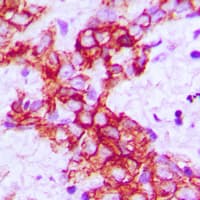 RET Antibody (C-Terminus)