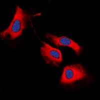 RET Antibody (C-Terminus)