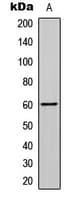 SMAD2 Antibody (C-Terminus)
