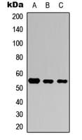 SMAD3 Antibody (C-Terminus)