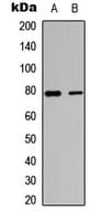 Polyclonal Rabbit anti-Human TBX3 Antibody (Internal, WB)