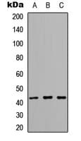 ARMCX1 Antibody (N-Terminus)
