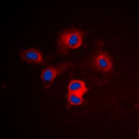 BCL2L1 / BCL-XL Antibody (Internal)