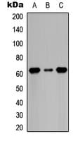 CDC6 Antibody (N-Terminus)