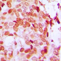 DAXX Antibody (C-Terminus)
