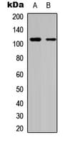 Polyclonal Rabbit anti-Human DAXX Antibody (C-Terminus, IHC, WB)