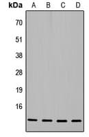 Histone H4 Antibody (N-Terminus)