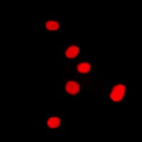 Histone H4 Antibody (N-Terminus)