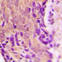 HSP90AB1 / HSP90 Alpha B1 Antibody (Internal)