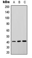 Polyclonal Rabbit anti-Human SEPT3 / Septin 3 Antibody (Internal, WB)