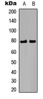 Polyclonal Rabbit anti-Human ETK / BMX Antibody (N-Terminus, IHC, IF, WB)