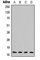 Polyclonal Rabbit anti-Human Histone H3 Antibody (N-Terminus, IHC, WB)