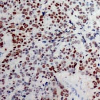 Polyclonal Rabbit anti-Human Histone H3 Antibody (N-Terminus, IHC, WB)