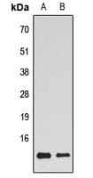 Histone H4 Antibody (Internal)