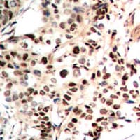 Histone H4 Antibody (Internal)