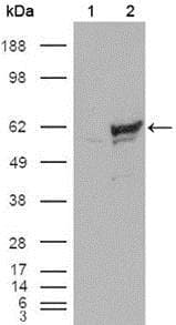 Monoclonal Mouse anti-Human CHEK1 / CHK1 Antibody (clone 2G1D5, IHC, IF, WB)