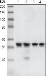 Monoclonal Mouse anti-Human CHEK1 / CHK1 Antibody (clone 2G1D5, IHC, IF, WB)