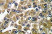 MMP3 Antibody (aa400-477)