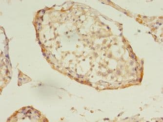 DNAJB5 Antibody (FITC)