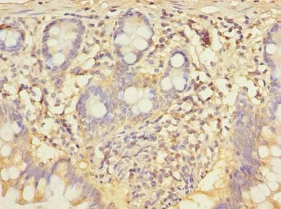 CCNJL Antibody
