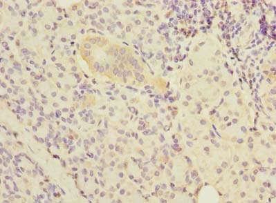 NOL10 Antibody