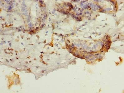 BATF Antibody