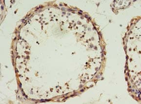 DPPA4 Antibody