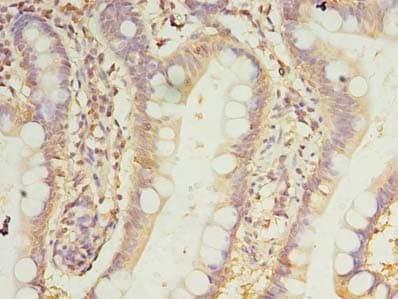 PRRC1 Antibody