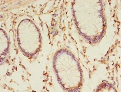 TMED3 Antibody