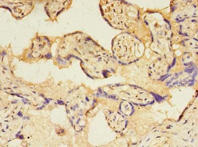 TMED3 Antibody